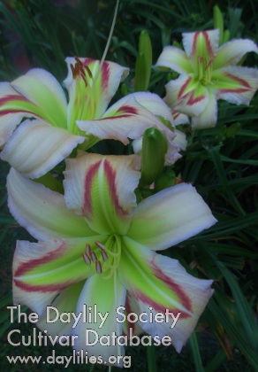 Daylily Westbourne Honey Dew